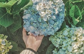 Hoa Cẩm Tú Cầu