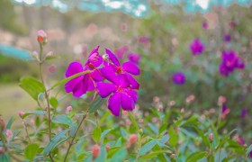 THAY VÌ LAO VÀO CƠN TẮC ĐƯỜNG, MÌNH NGẮM THIÊN NHIÊN QUA CON MẮT THƯỜNG